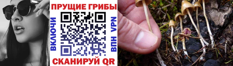 Купить  Каменск-Шахтинский  Псилоцибиновые грибы Cubensis 